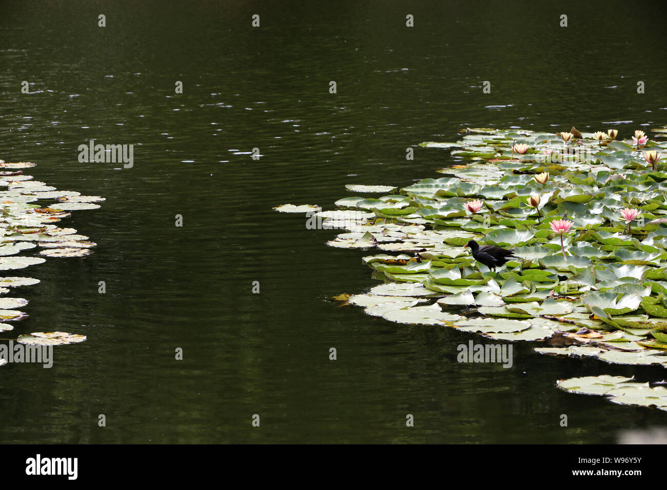 Nénuphars. Les Etangs de Corot. Ville d'Avray. / Gigli d'acqua. Stagno di Corot. Ville d'Avray. Foto Stock