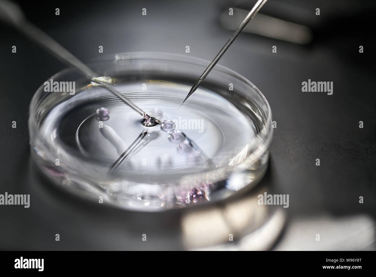 Processo di fecondazione in vitro in laboratorio Foto Stock