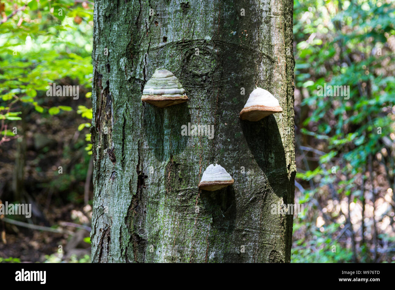 Tinder fungo (Fomes fomentarius) su un faggio in foresta, Matra montagne, Ungheria Foto Stock