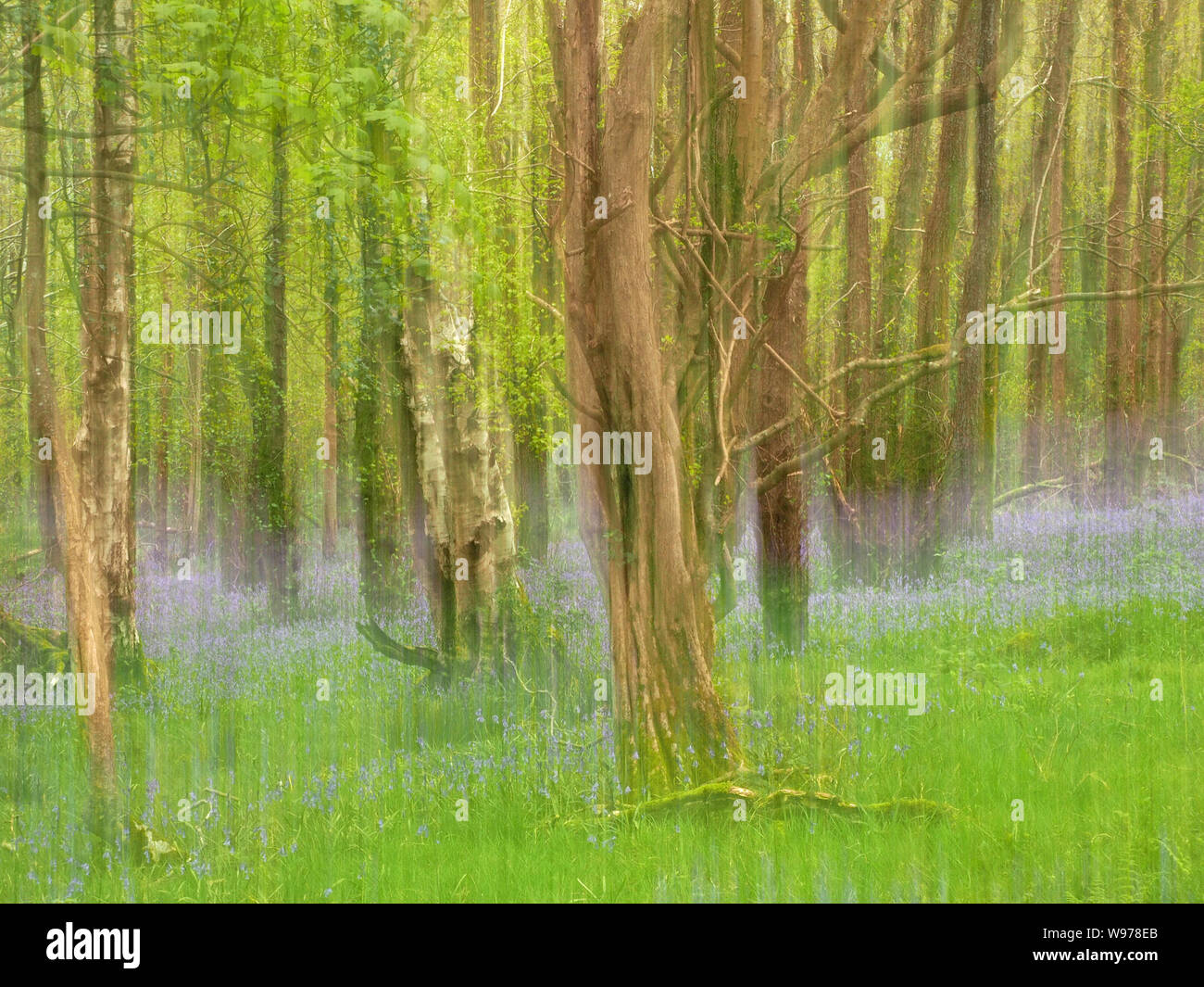 Immagine di fantasia di iconico blu-campana (Hyacinthoides non scripta) o Bluebell legno in Cumbria,l'Inghilterra,UK creato da panoramica verticale durante il periodo di esposizione Foto Stock