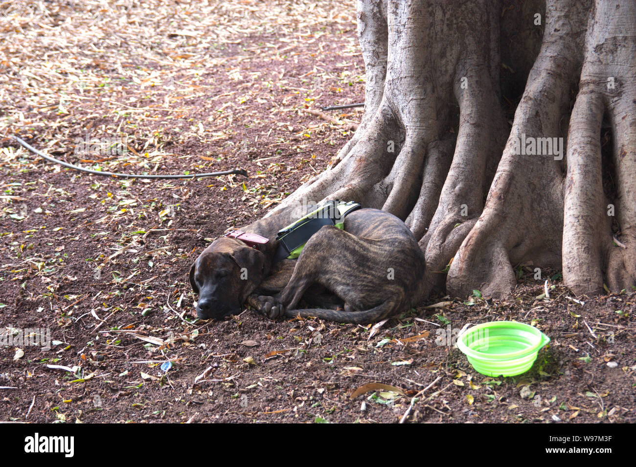 Un dai capelli scuri cane dorme accanto ad un albero e una tazza di acqua in un parco della città Foto Stock