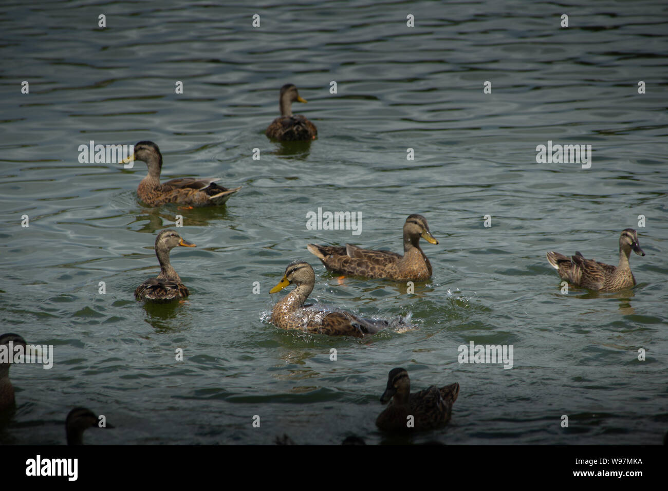 Gruppo di anatre nuotare intorno. Un anatra è schizzi in acqua mentre è in corso la ricerca di cibo. Foto Stock
