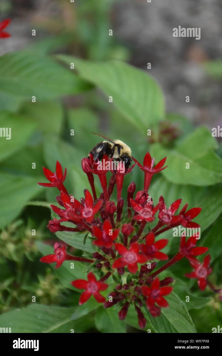 Ho creato questa immagine macro di un ape su un fiore o api su un fiore per mettere in pratica la mia fotografia macro abilità. Foto Stock