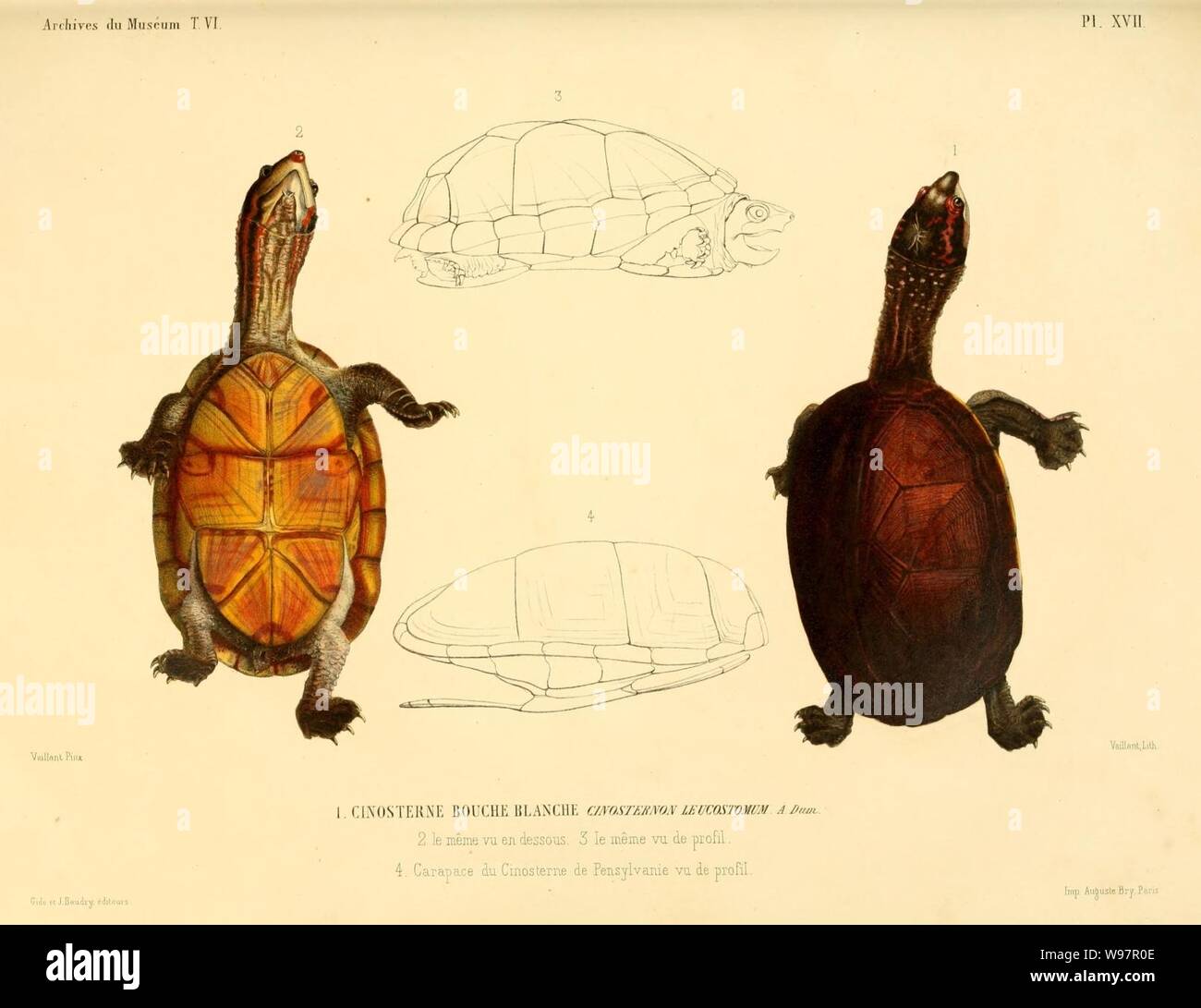Descrizione rettili des nouveaux imparfaitement ou connus de la collection du Muséum d' histoire Naturelle et remarques sur la classificazione et les caractères des rettili (piastra XVII) Foto Stock