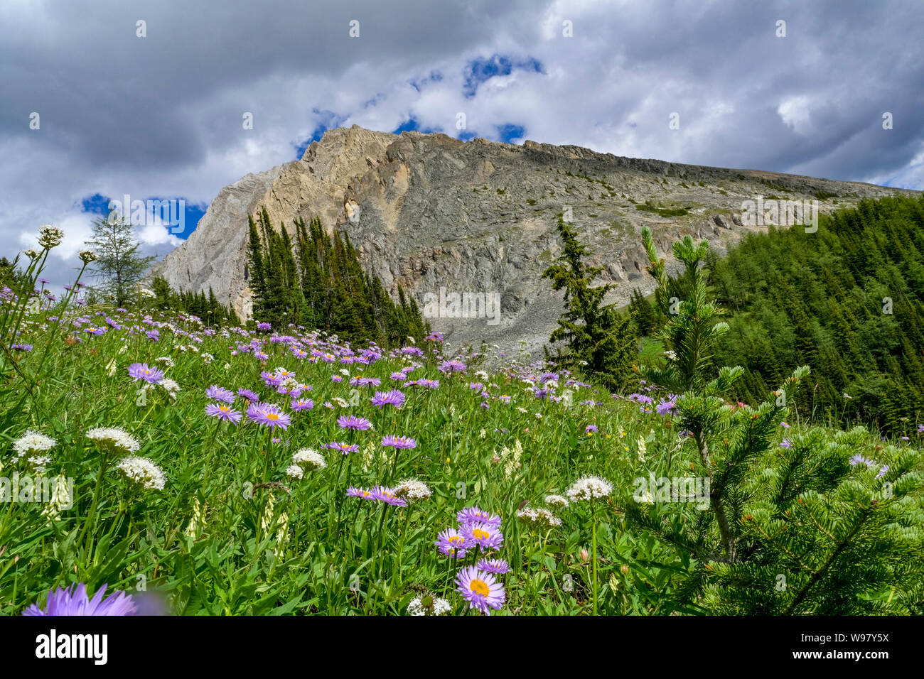 Fiori Selvatici, Ptarmigan Cirque trail, Highwood Pass, Peter Lougheed Parco Provinciale , Kananaskis, Alberta, Canada Foto Stock