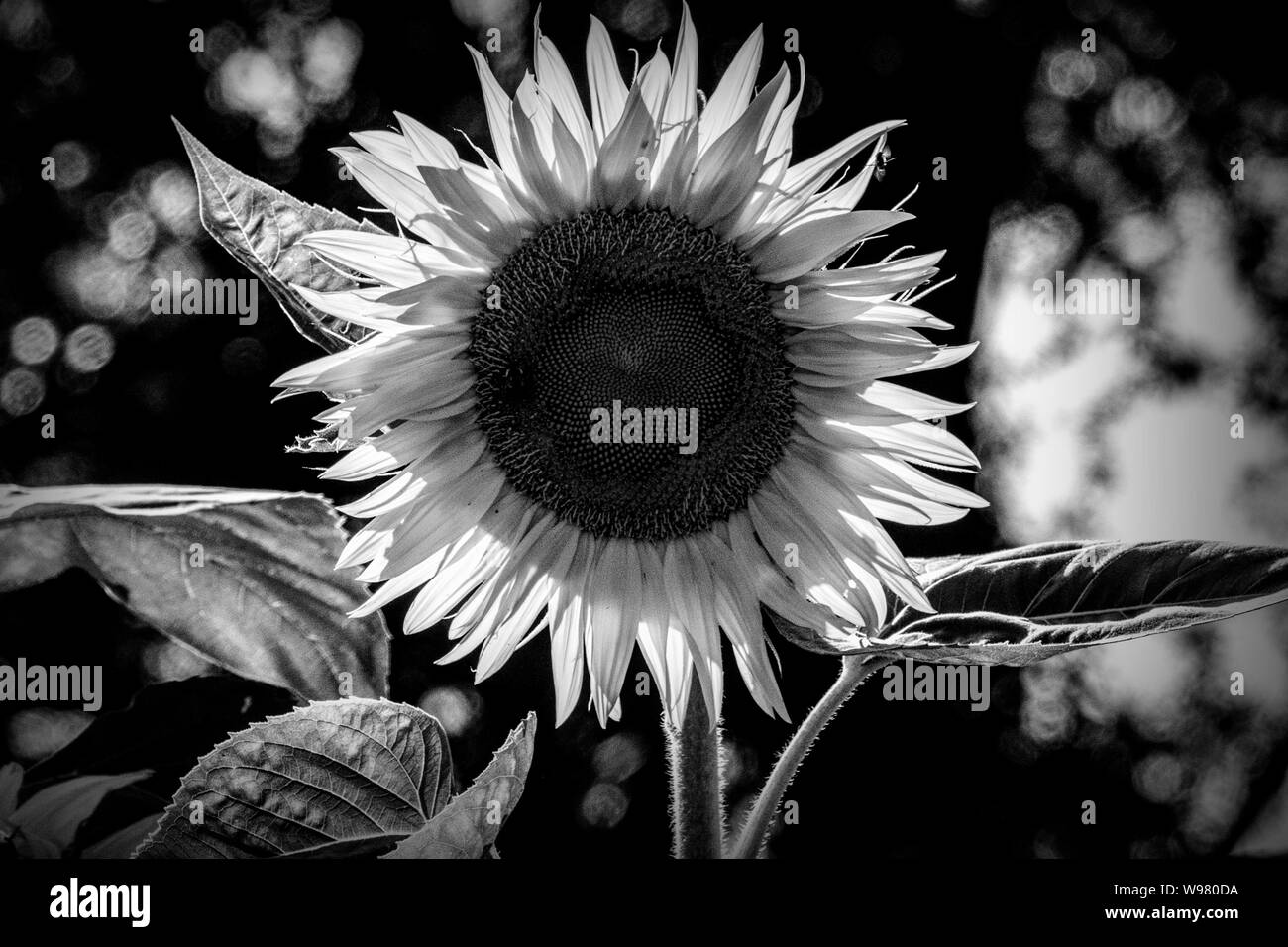 Sun in bianco e nero Foto Stock