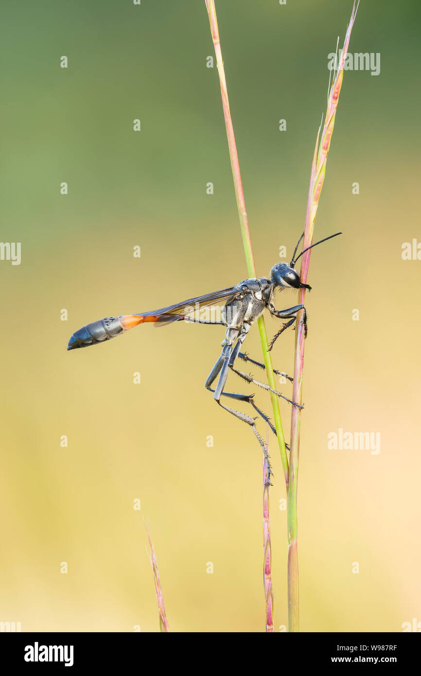 Un thread-cintata Wasp (Ammophila procera) si aggrappa al suo pernottamento roost su un gambo di erba nelle prime ore del mattino. Foto Stock