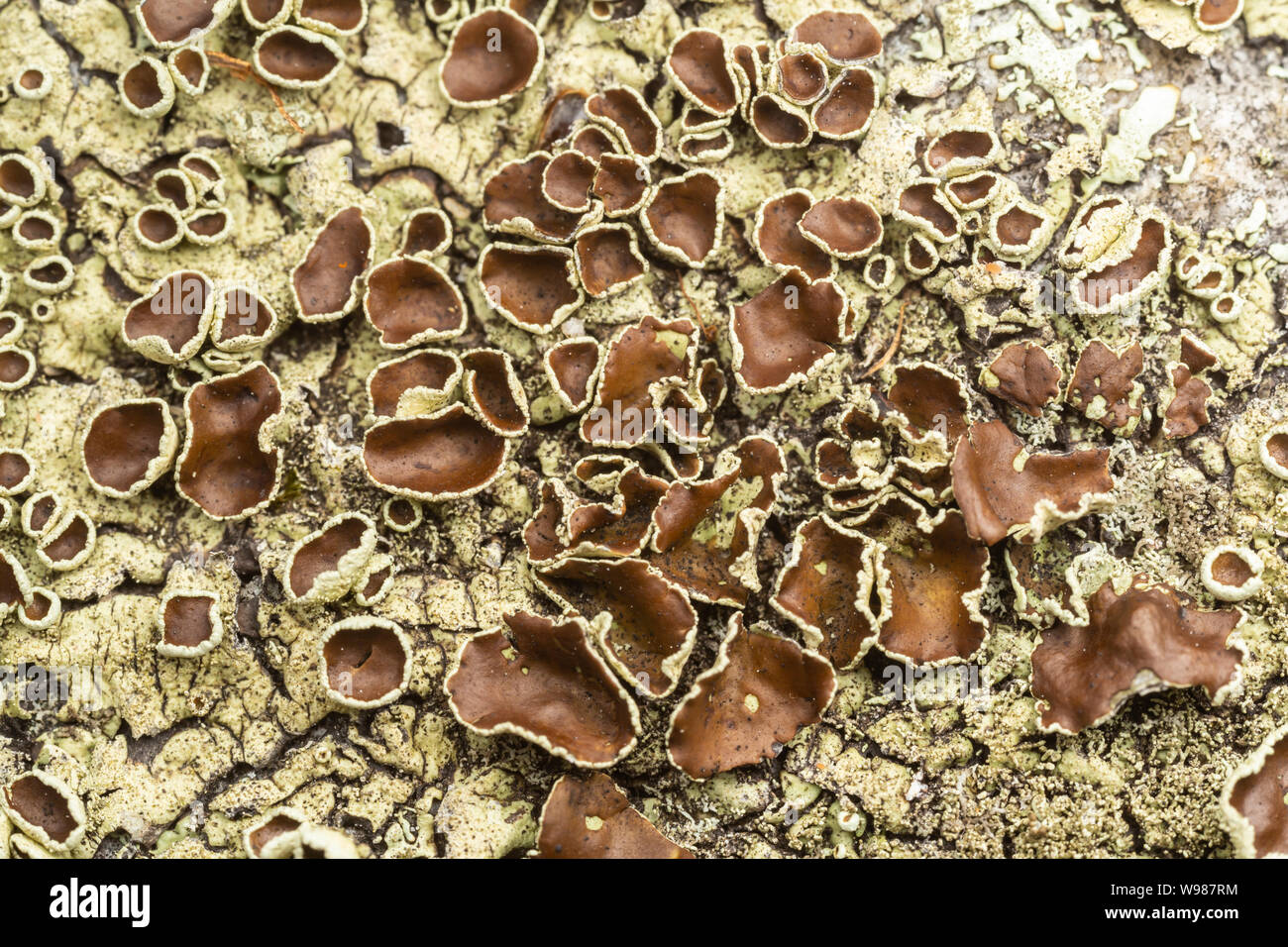 Pepati Rock-Shield (Xanthoparmelia conspersa) Foto Stock
