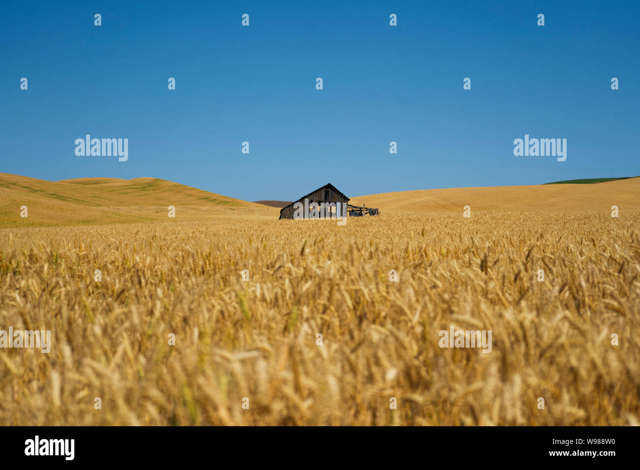 Questa immagine di un casale abbandonato è stata presa sulle dolci colline della Eastern Washington Foto Stock
