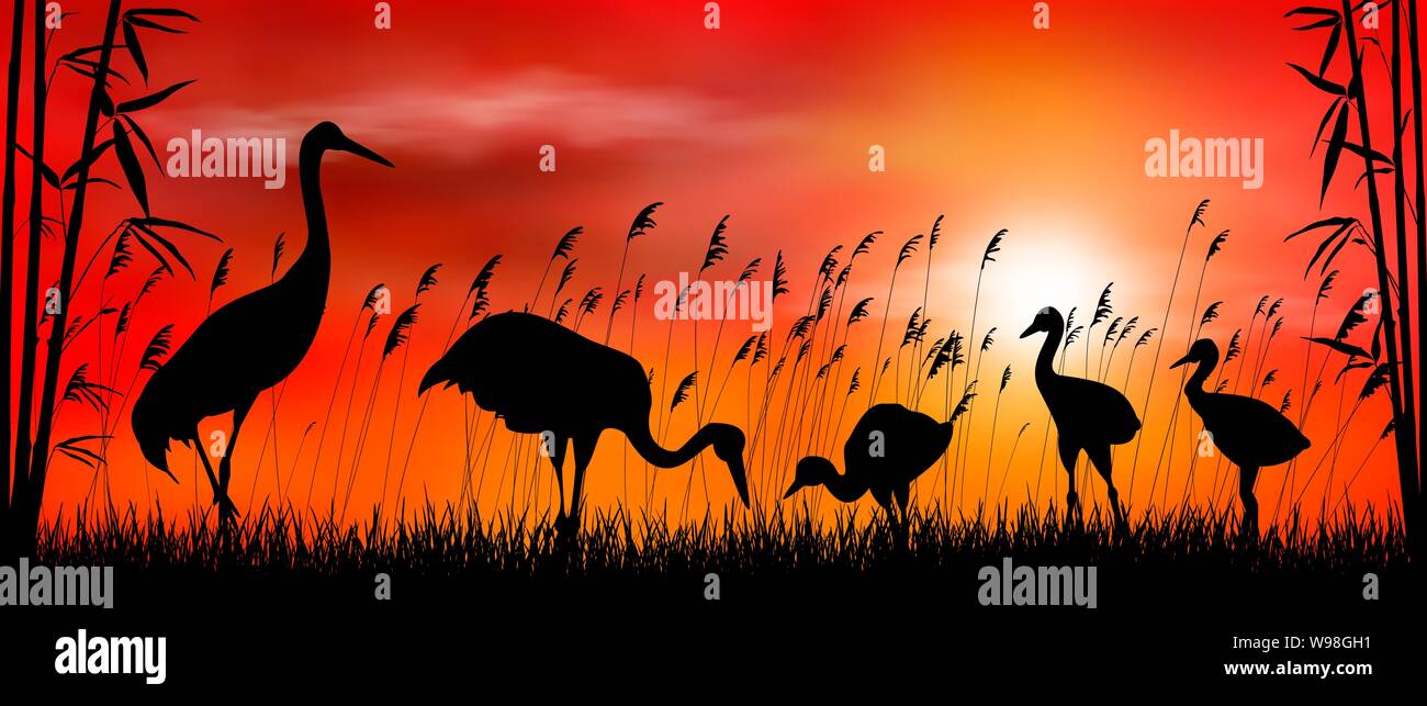 Gli uccelli gru sul tramonto sullo sfondo. Sera, sky, sun. Gli uccelli su uno sfondo di erba, bambù e canne. Paesaggio di sera. La fauna selvatica scena. Illustrazione Vettoriale