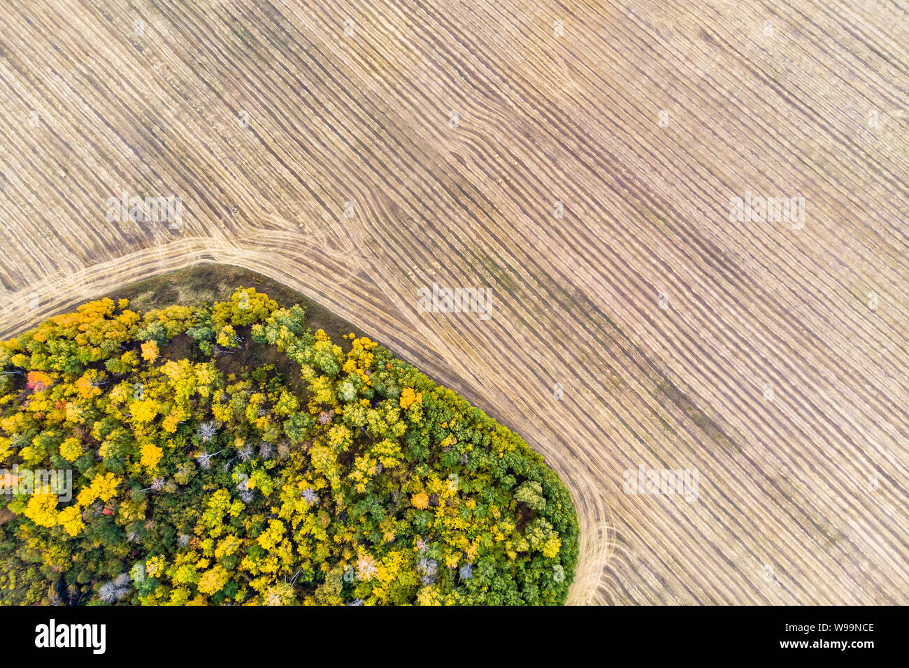 Una vista da sopra della foresta autunnale delle foreste e un campo di fattoria nella foresta. La mietitura su un campo di grano. La scorta di fieno per l'inverno. La Russia Altai Foto Stock