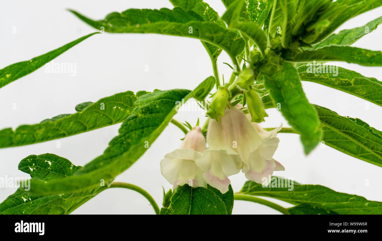 Fiore di sesamo e semi sulla struttura ad albero. (Sesamum indicum impianto). Foto Stock