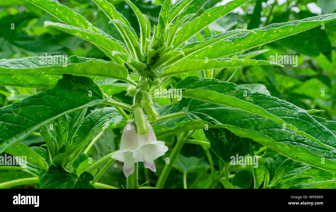 Fiore di sesamo e semi sulla struttura ad albero. (Sesamum indicum impianto). Foto Stock