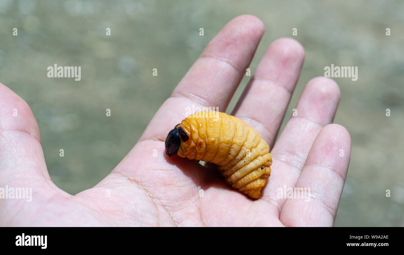 Rosso curculione palm su mano,mangiare tutti i tipi di alberi giovani. Foto Stock