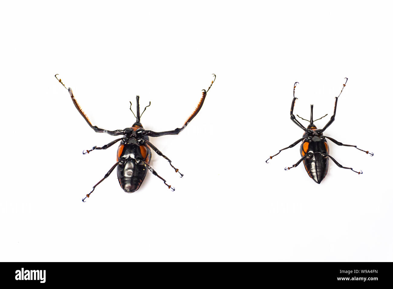 Rhynchophorus ferrugineus su bianco bakground. Foto Stock