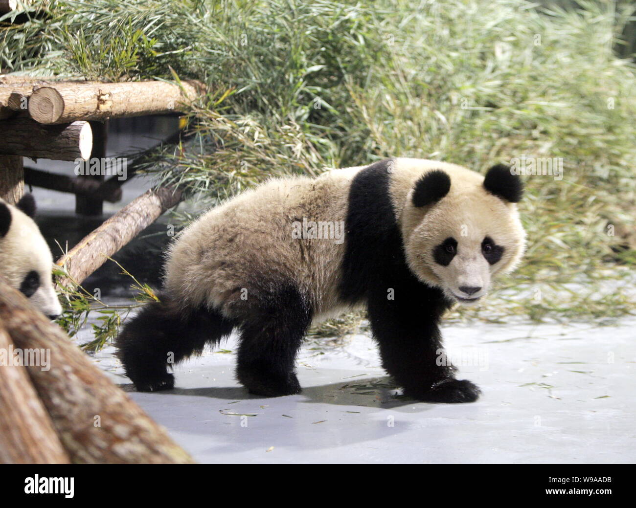 Panda Giganti da Bifengxia Base della Wolong Panda Gigante Centro di riserva sono visti presso il giardino zoologico di Shanghai in Cina a Shanghai, Martedì, 5 gennaio 2010. Foto Stock