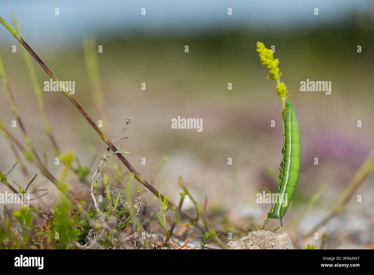 Hummingbird hawk-moth caterpillar nel suo habitat naturale Foto Stock