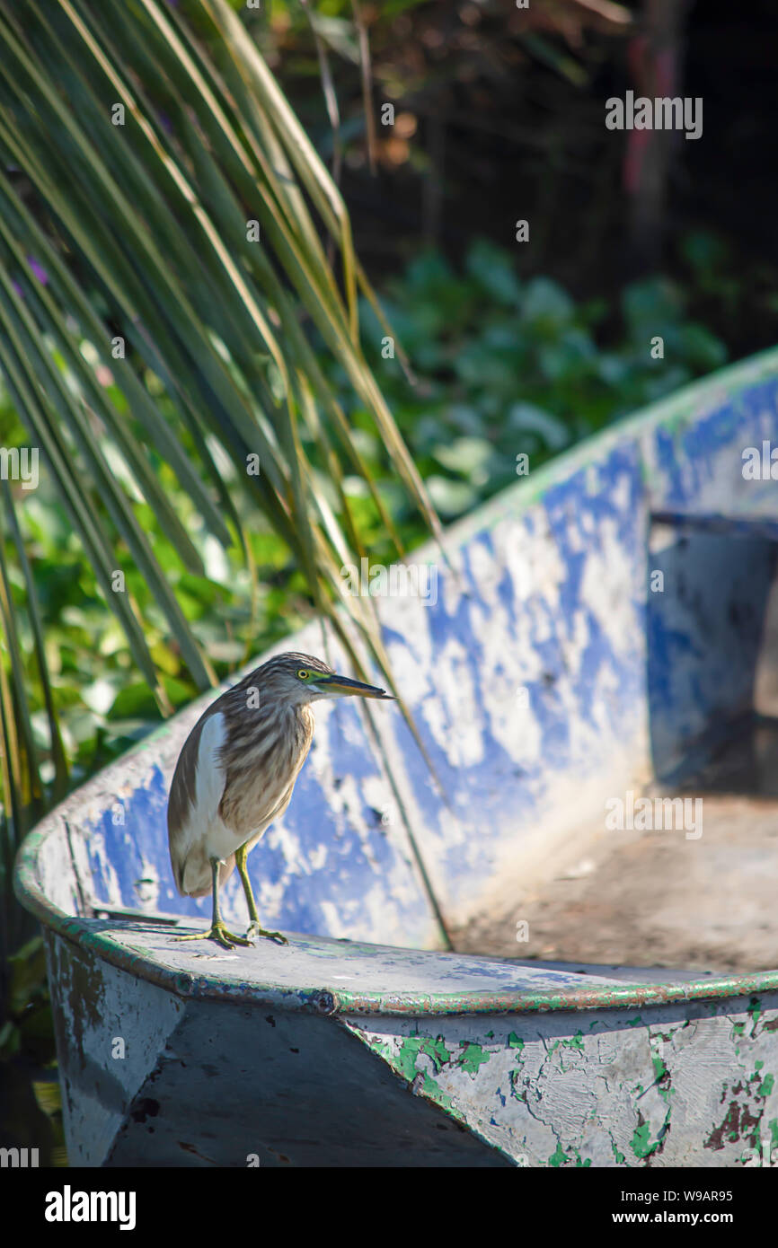 Brown uccello o Ixobrychus sinensis su una barca nel canale. Foto Stock