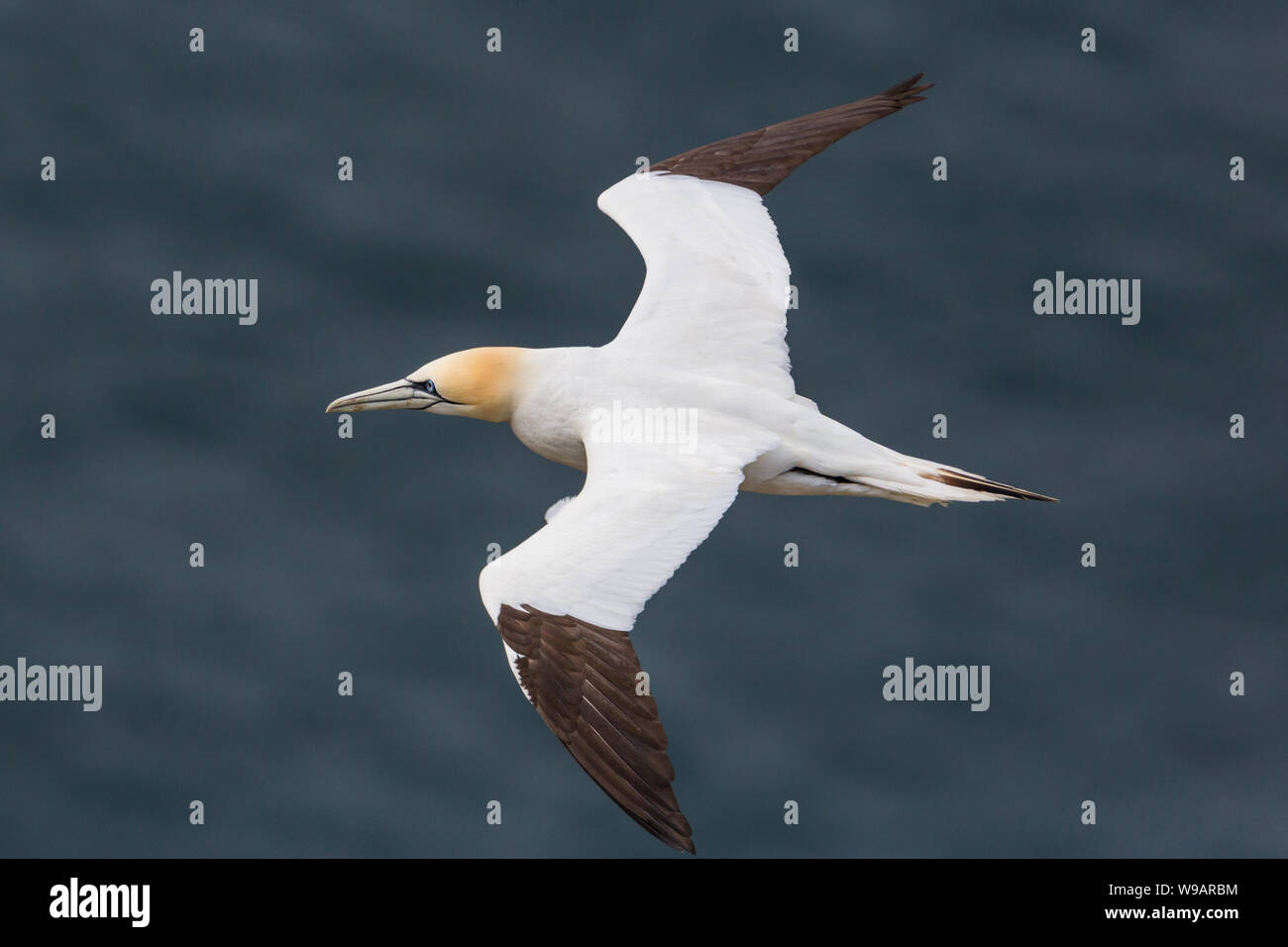 Gannett isolato (Morus bassanus) volare sopra il mare blu, diffondere le ali Foto Stock