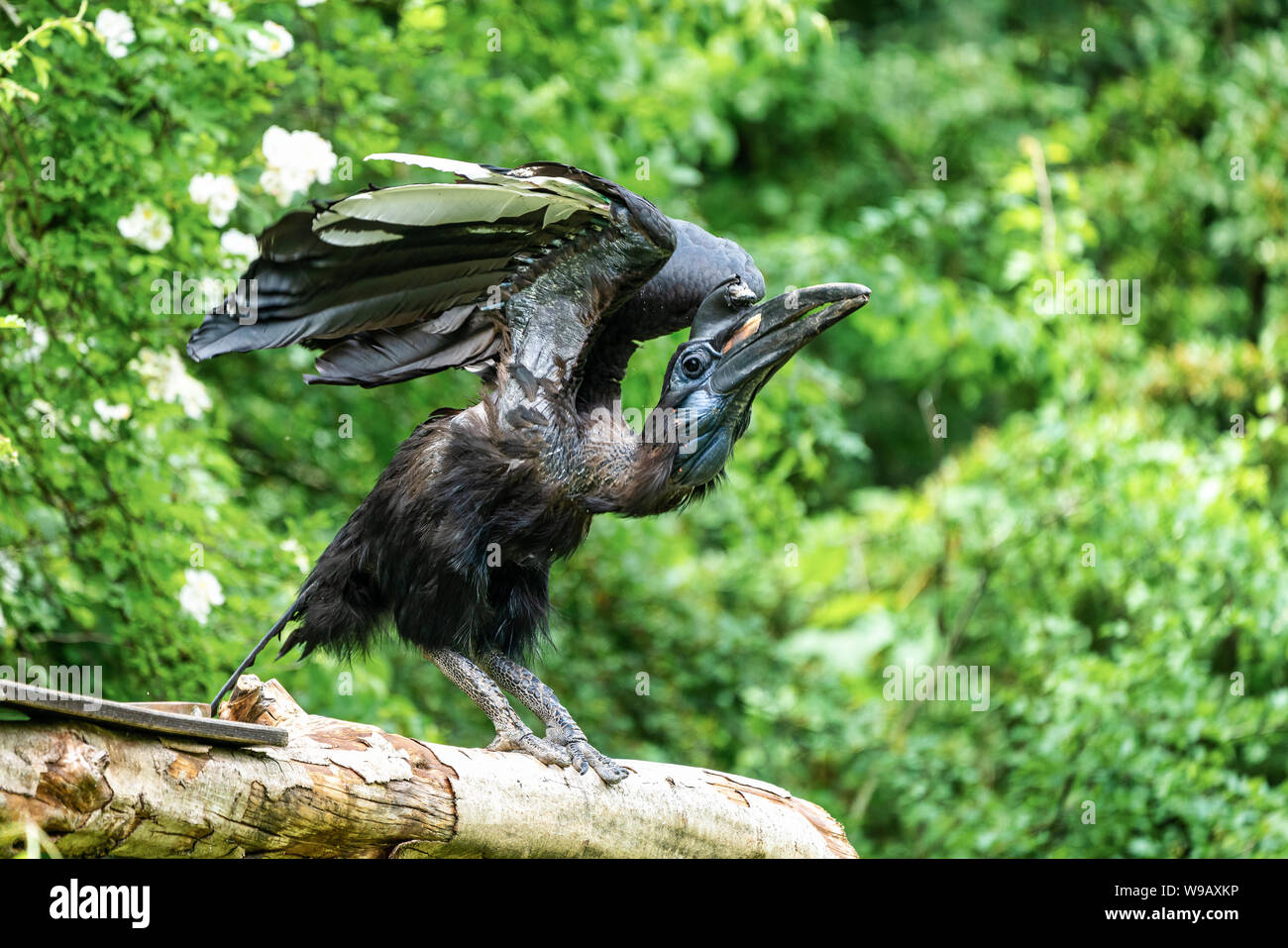 Abissino massa settentrionale Hornbill, Bucorvus abyssinicus strano uccello Foto Stock