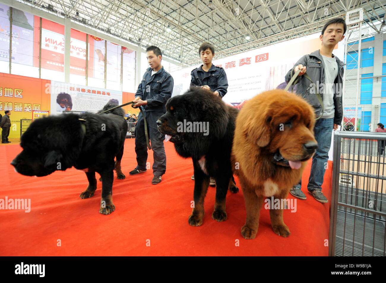 --FILE--cinesi mostrano gli uomini di razza Tibetan Mastiffs durante un mastiff mostra di Chongqing Cina, 6 marzo 2010. Porcellane più recenti che dispongono di lusso per Foto Stock