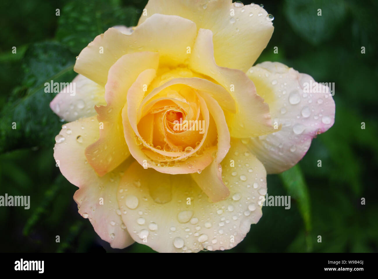 Rose mit Regentropfen Foto Stock
