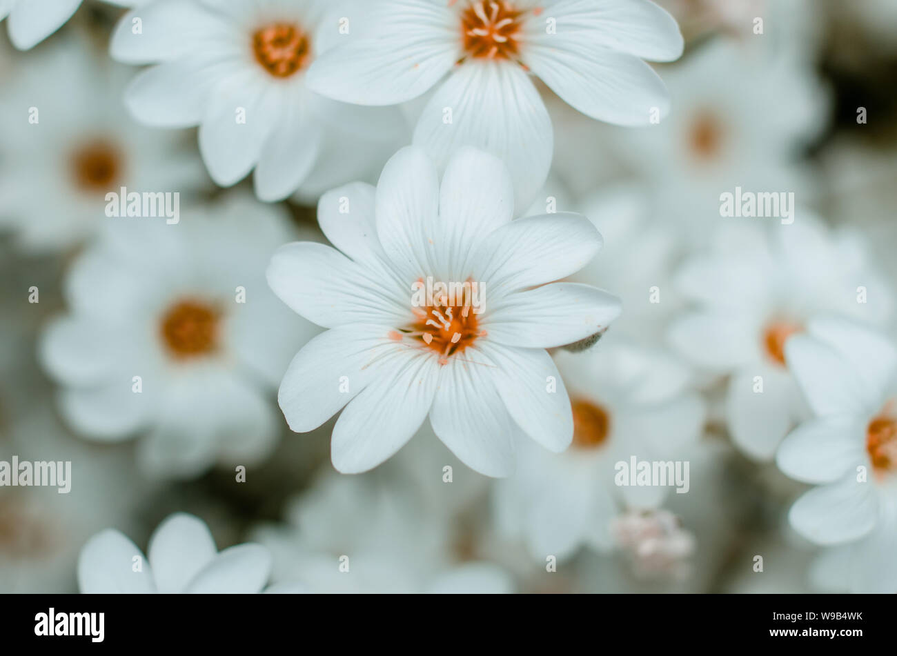 Weiße Blumen Foto Stock