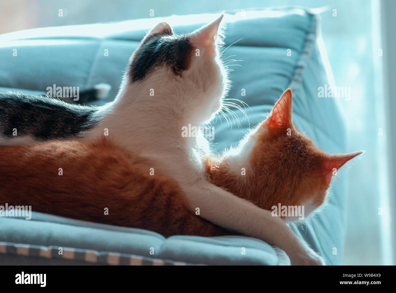 Katzen Foto Stock