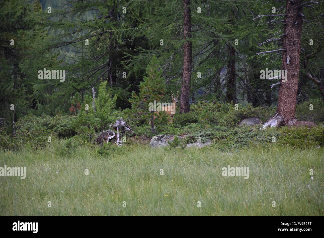 Reh, Rehbock, Wald, Lichtung, Gras, Selvagge, Geweih, Rotwild, Capreolus capreolus, Hirsch, schüchtern, scheu, ancora, Bock, cadde, aufpassen, beobachten, F Foto Stock