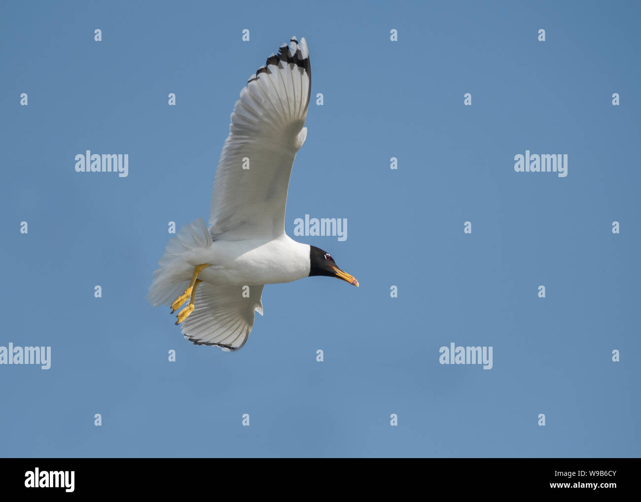 Gull Pallas (Larus ichthyaetus), il delta del Danubio, Romania Foto Stock