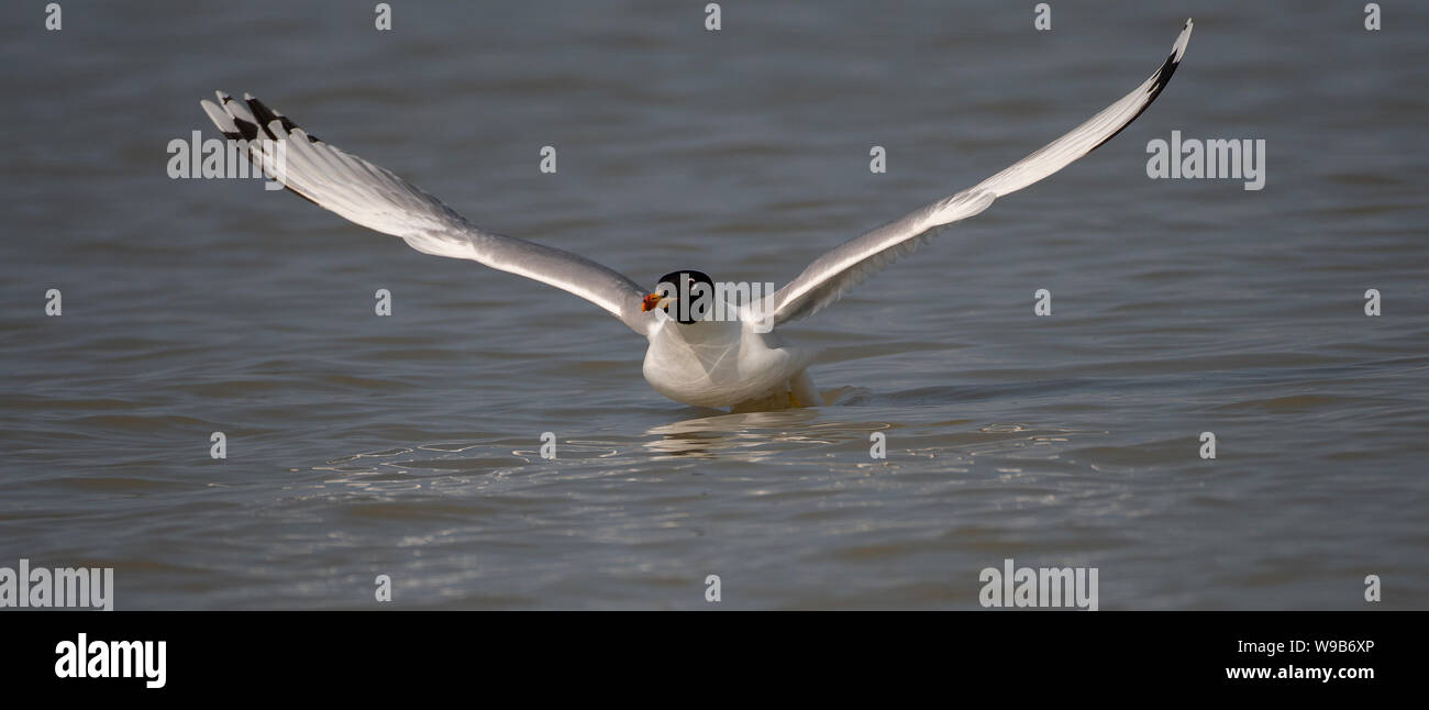 Gull Pallas (Larus ichthyaetus), il delta del Danubio, Romania Foto Stock