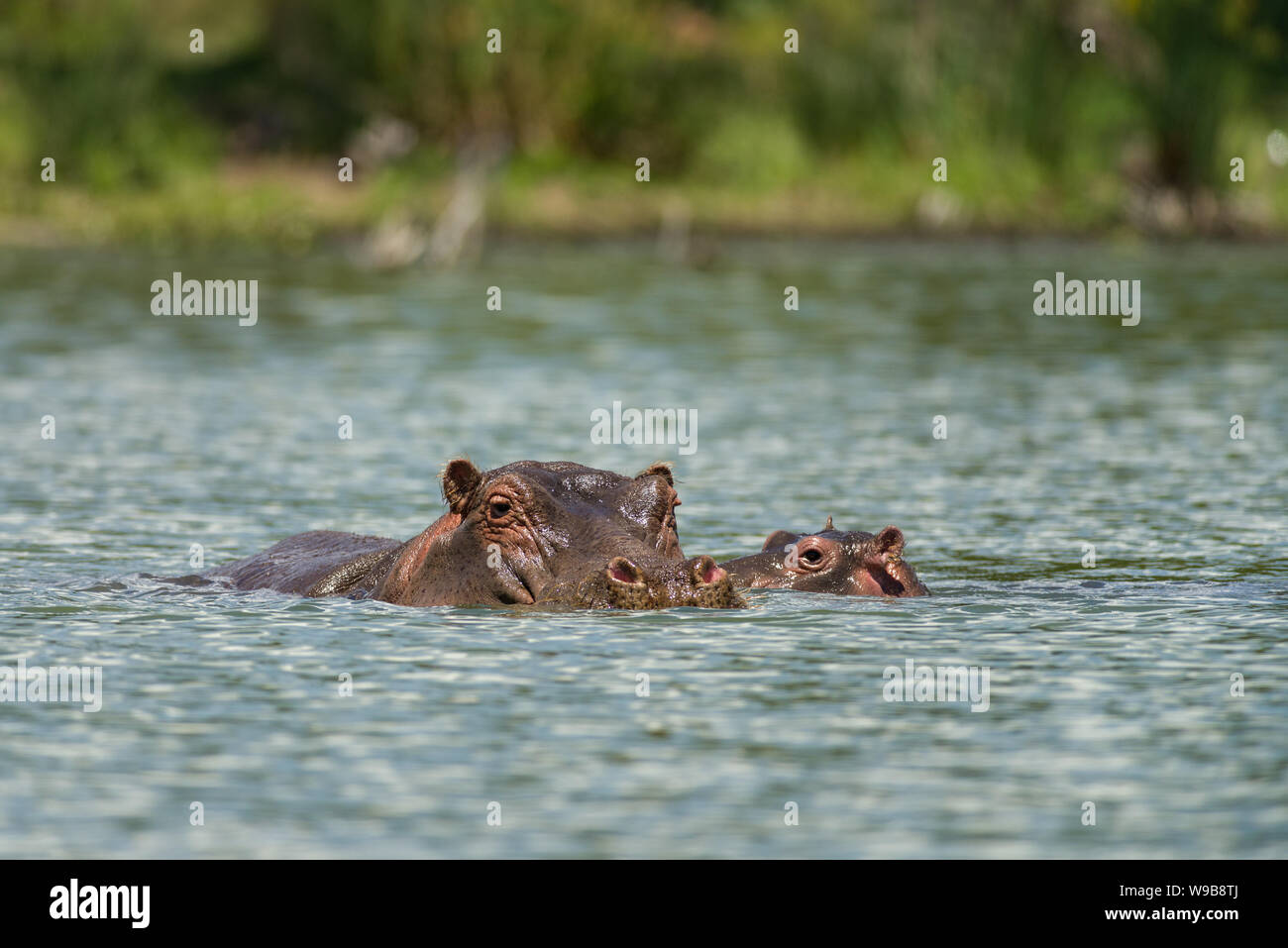 Una madre africana orientale (ippopotamo Hippopotamus amphibius) o di Ippona con baby parzialmente sommerso in acqua, il lago Naivasha, Kenya Foto Stock
