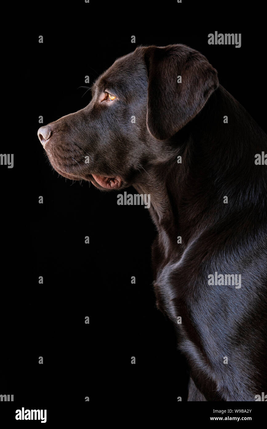 Ritratto di un cioccolato Labrador cane Foto Stock