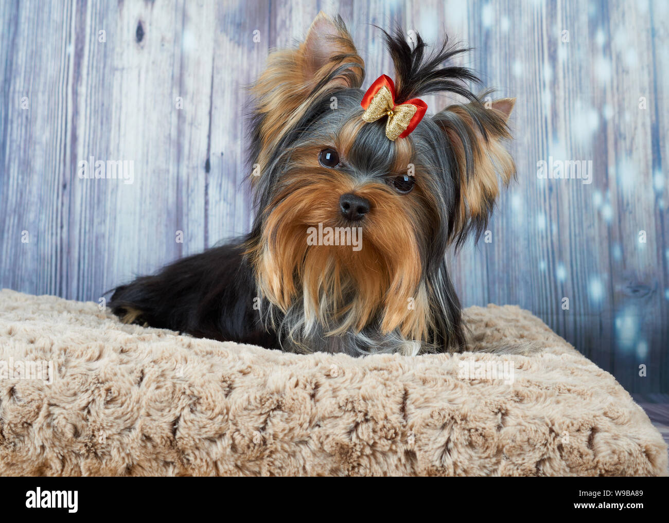 Carino Yorkshire Terrier con capelli prua si trova su marrone del cane Foto Stock