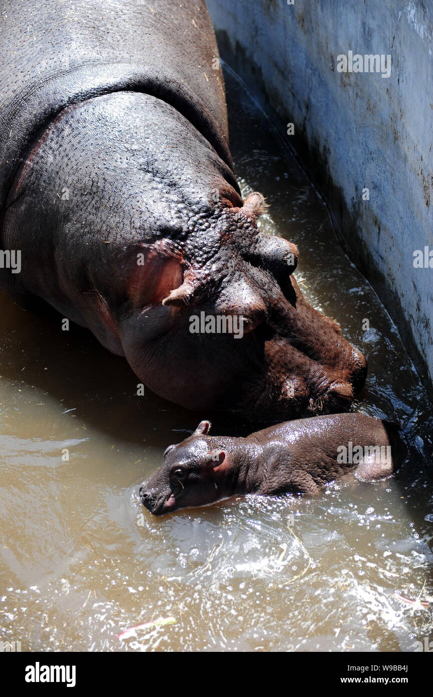 28-anno-vecchio ippona Quan Quan assiste suo neonato nell'acqua in Nanshan Zoo nella città di Yantai, est Chinas provincia di Shandong, 20 maggio 2010. Il Foto Stock