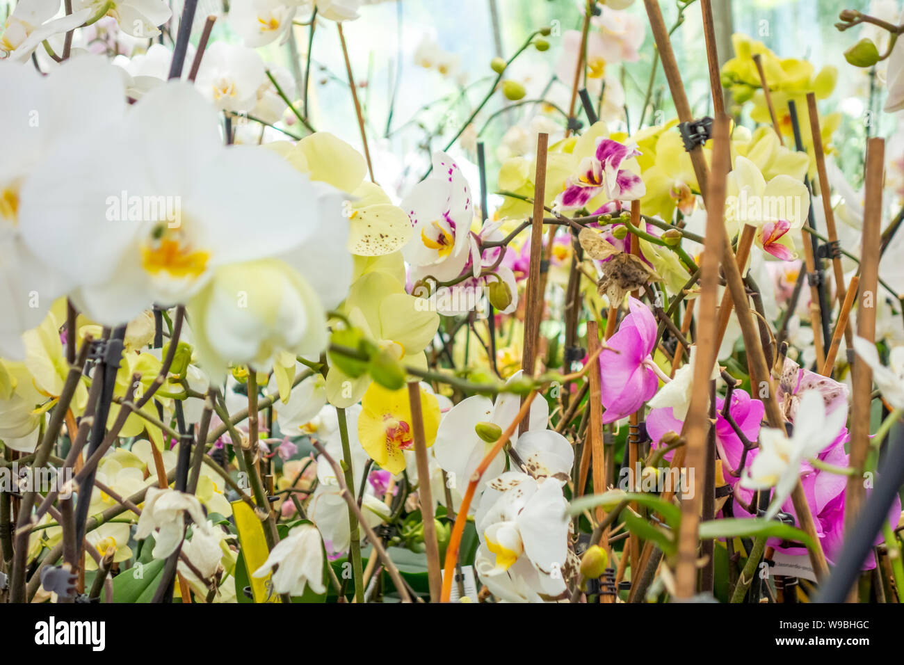 Full frame che mostra immagini varie fiori di orchidea Foto Stock