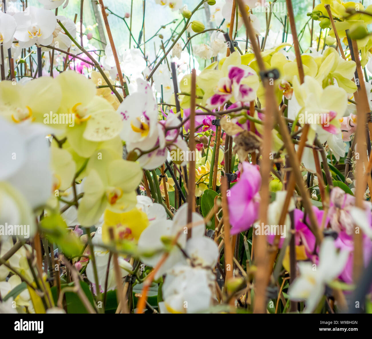 Full frame che mostra immagini varie fiori di orchidea Foto Stock