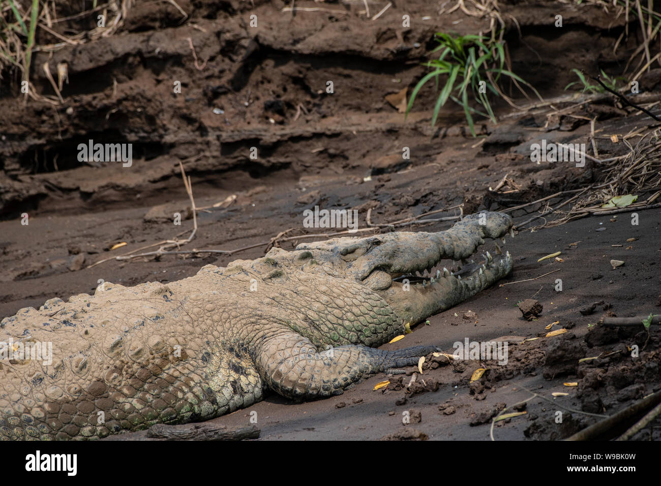 Coccodrillo americano: Crocodylus acutus. Costa Rica. Foto Stock