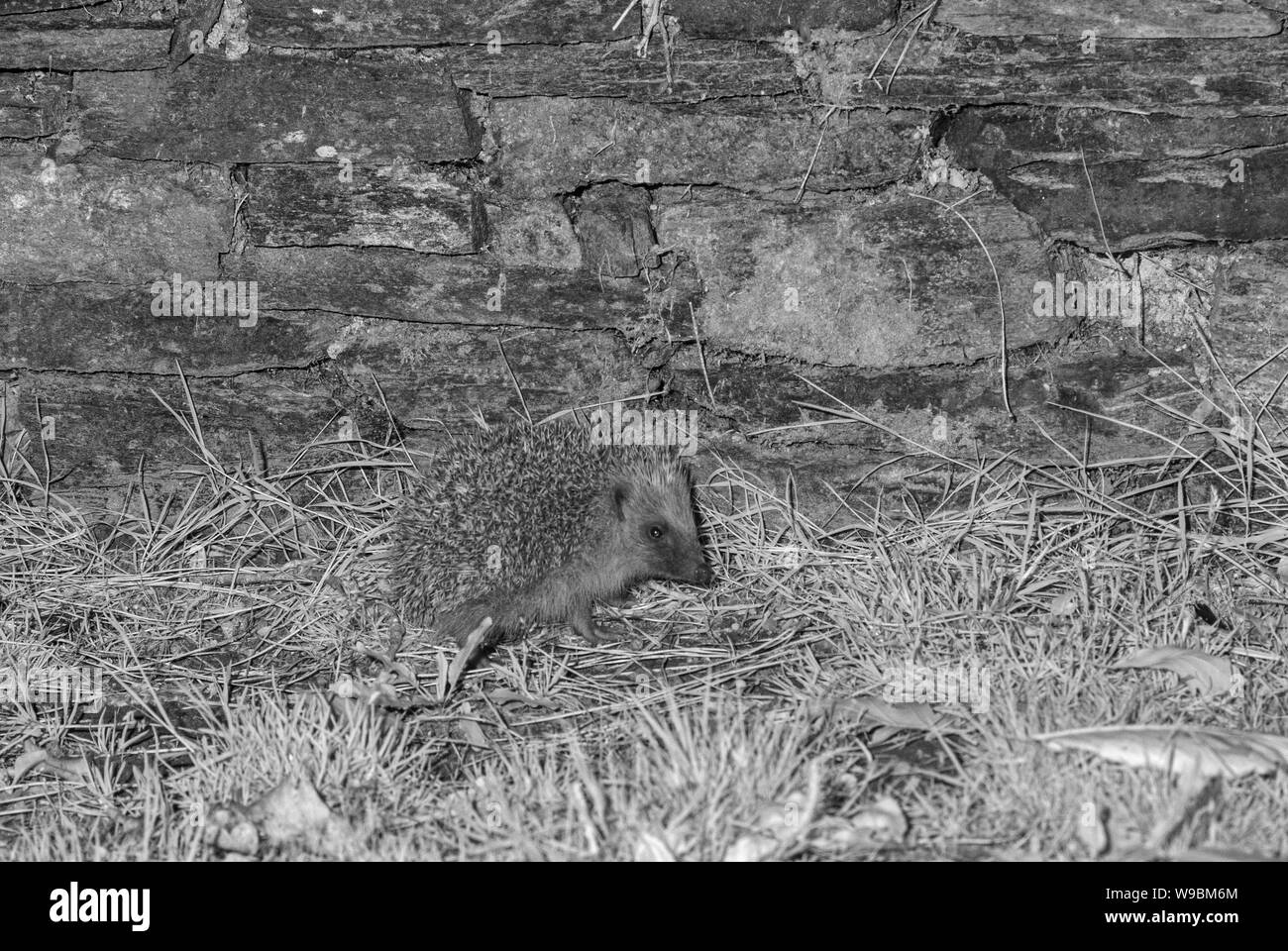 Riccio (Erinaceus europaeus) girato a infrarossi scattata di notte. Devon, Regno Unito. Foto Stock