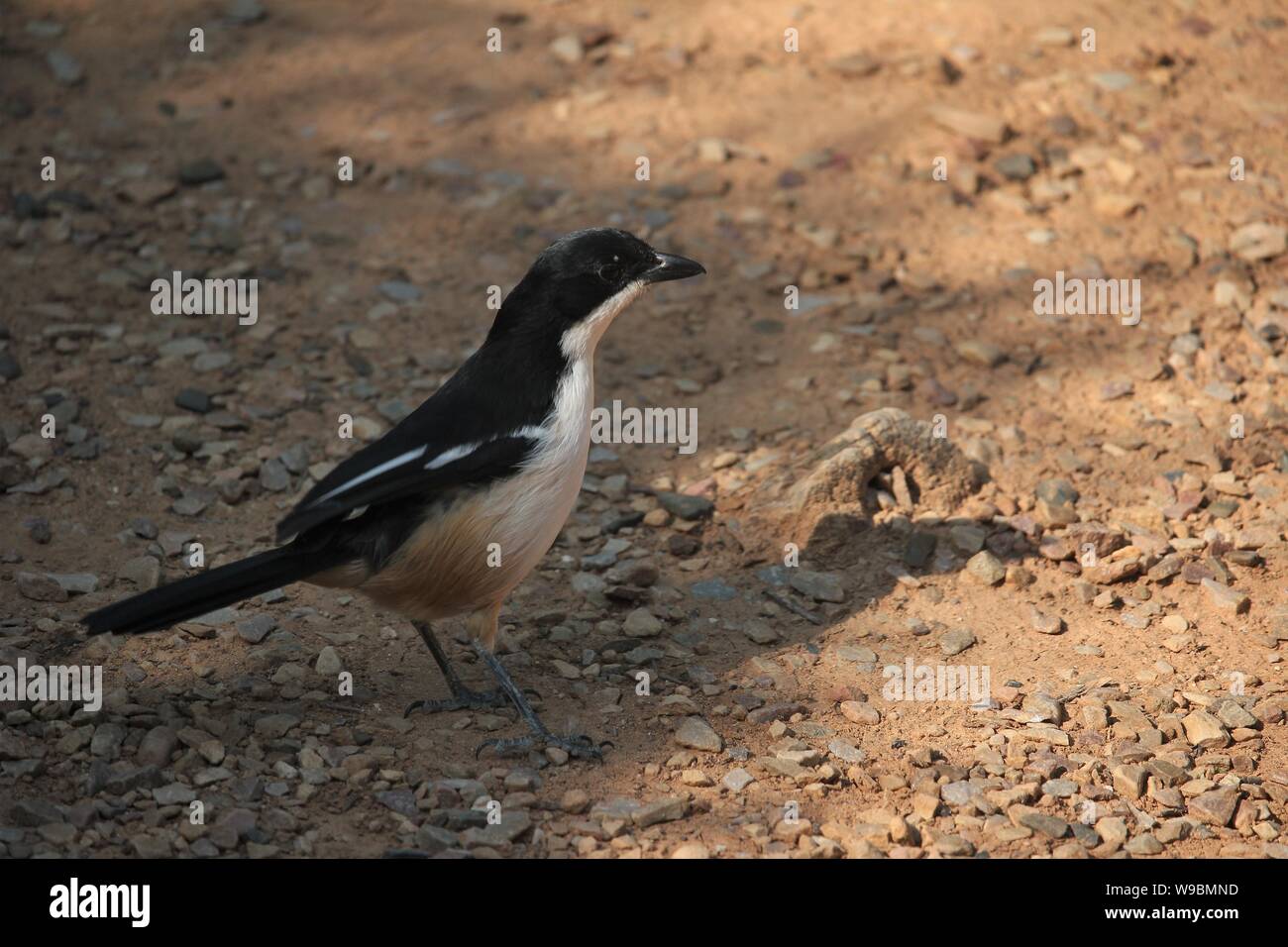 Un Southern Boubou (Laniarius ferrugineus) ad Addo Elephant National Park, Capo orientale, Sud Africa Foto Stock