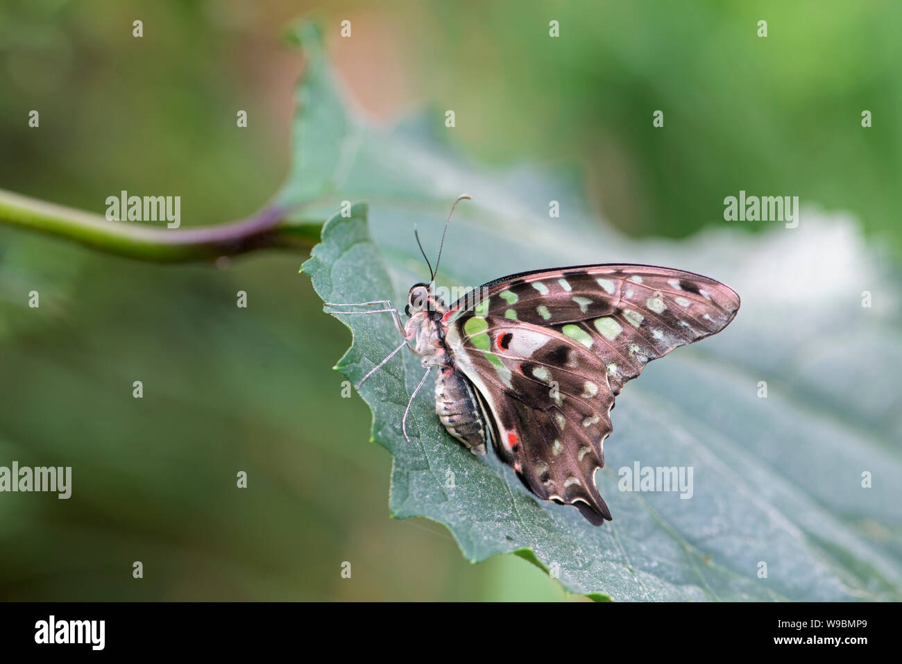 Coda di Jay Butterfly: Graphium Agamennone. Foto Stock