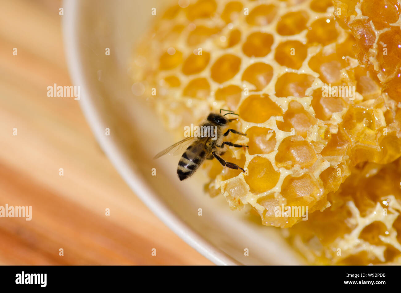 Vista ravvicinata delle api su honeycomb. Bee udienza del favo di miele Foto Stock