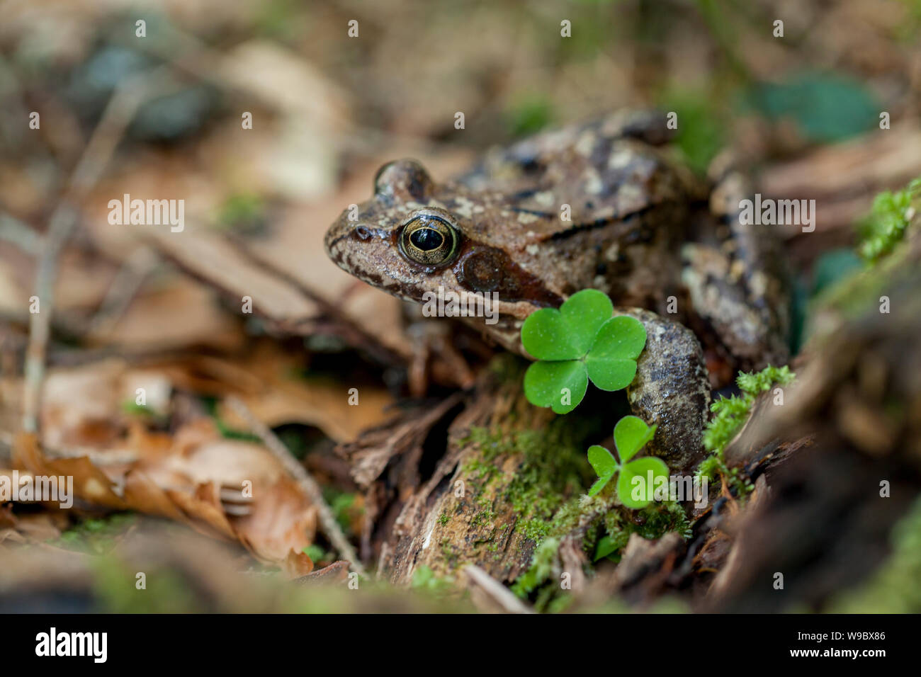 Braun toad con foglia di trifoglio su un terreno forestale Foto Stock