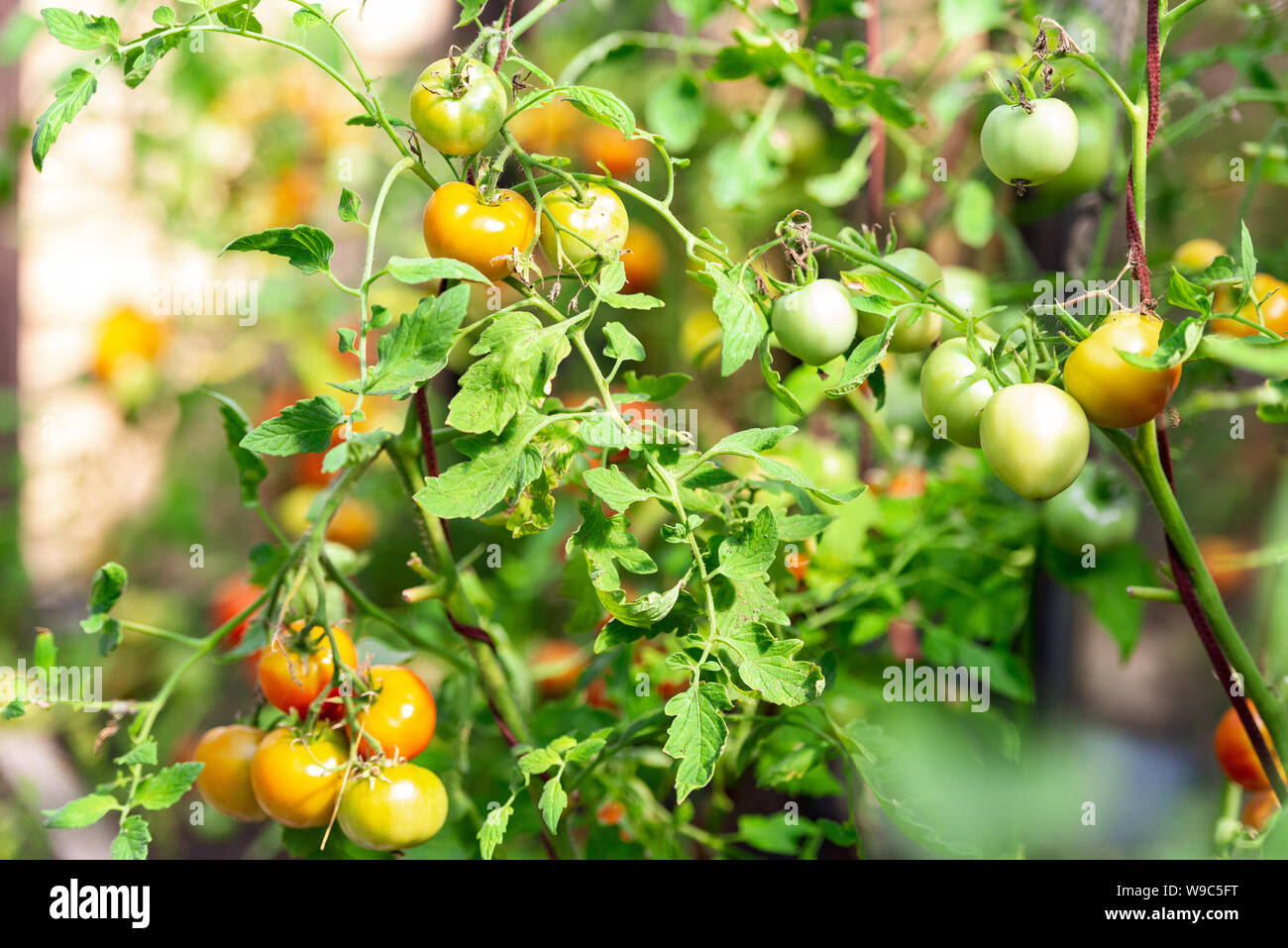 Succo di pomodoro. Cluster di pomodori crescere nella serra. Ketchup sui rami. Foto Stock