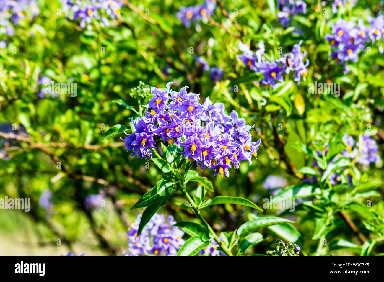 Fiori viola con colore giallo brillante centri da un Solanum crispum Glasnevin cileno aka potato Bush, cileno nightshade o cilena vitigno di patate Foto Stock