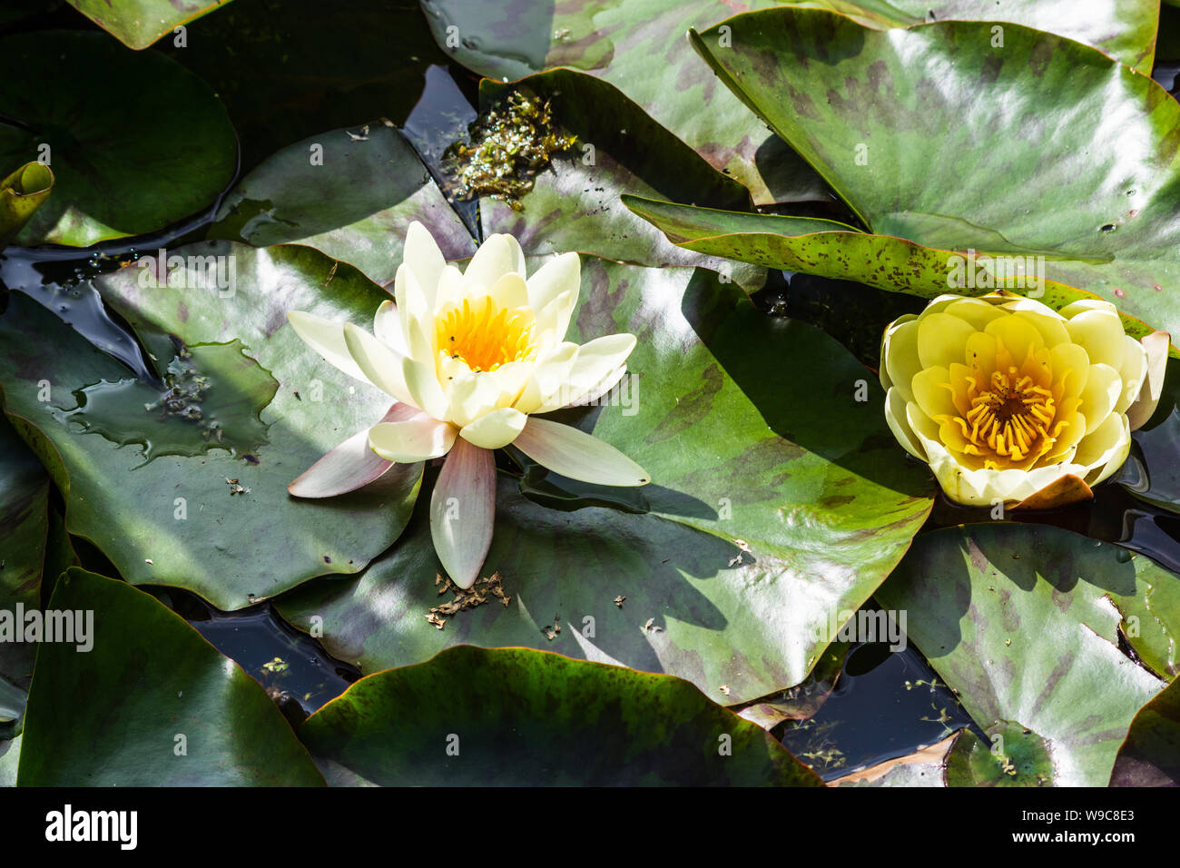 2 white water lily fiori Nymphaea alba, circondato da chiazze foglia verde lily pad su un piccolo stagno, con un paio di piccoli insetti visibili sui fiori Foto Stock