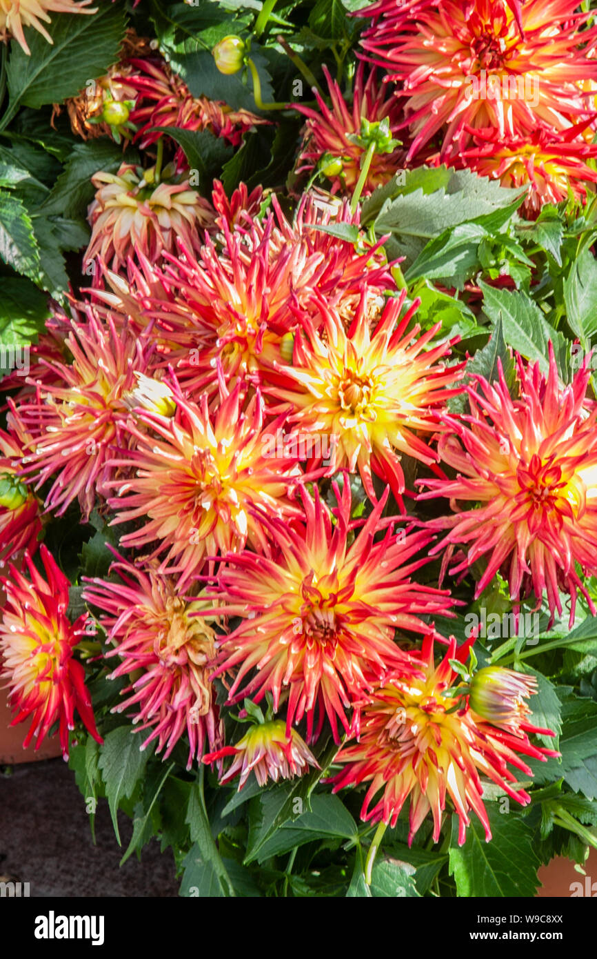 Dahlia pungenti petardo sul display a Southport Flower Show, Victoria Park, Regno Unito Foto Stock