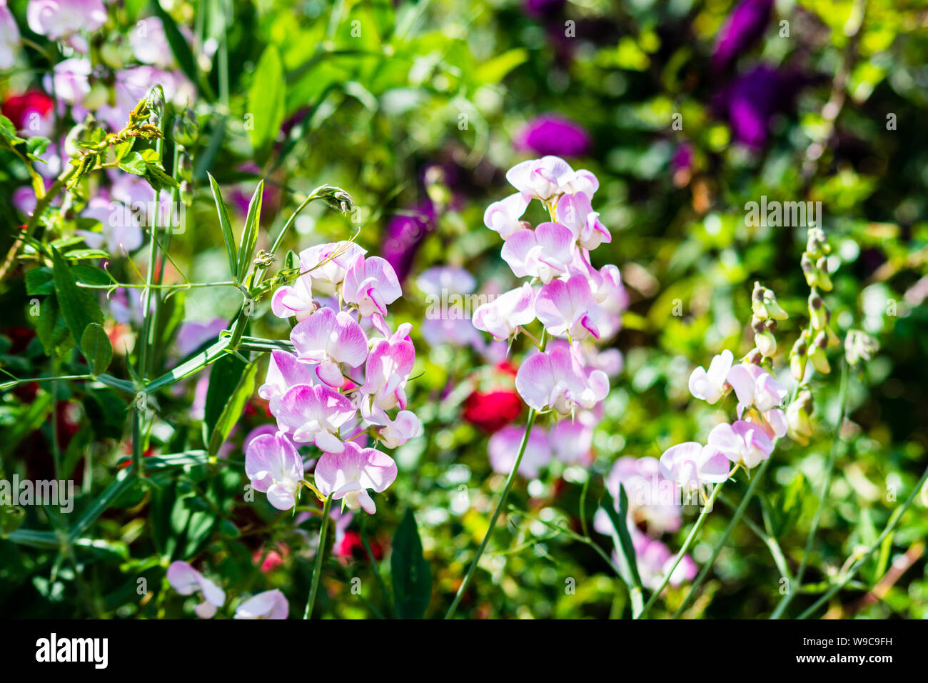 Steli di pisello dolce fiori Lathyrus odoratus con centri di luce, ombreggiatura attraverso al rosa chiaro/cerise petalo bordi contro a sfocare lo sfondo di colore verde Foto Stock