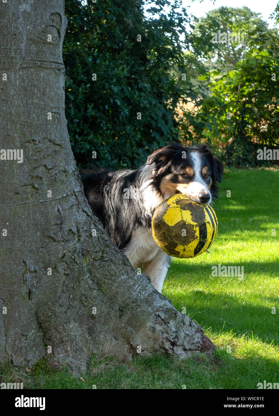 Collie cane con un calcio in bocca Foto Stock