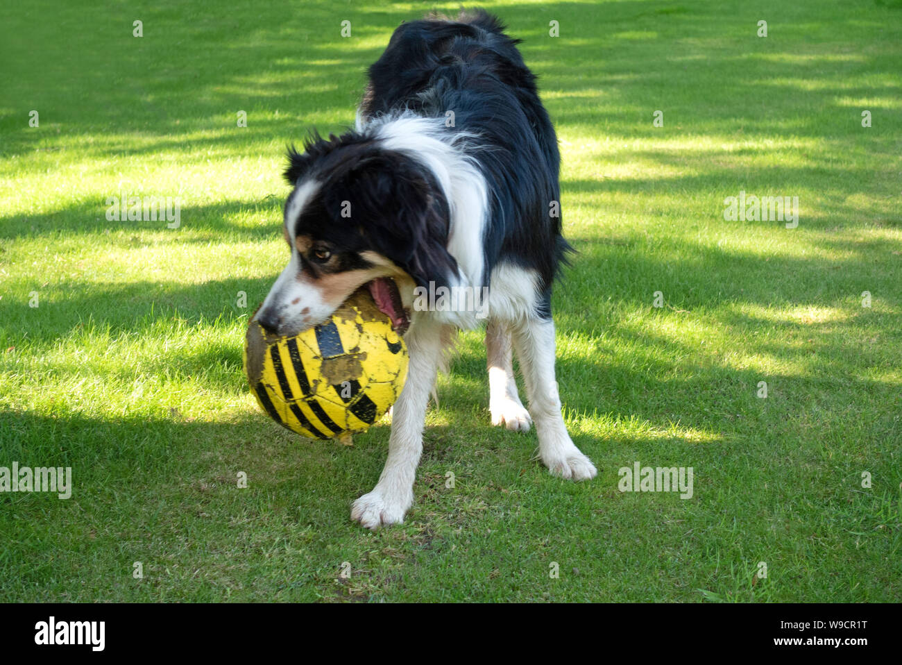 Collie cane con un calcio in bocca Foto Stock